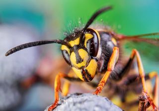 Allarme in Europa: la vespa velutina minaccia la produzione di miele e la biodiversità