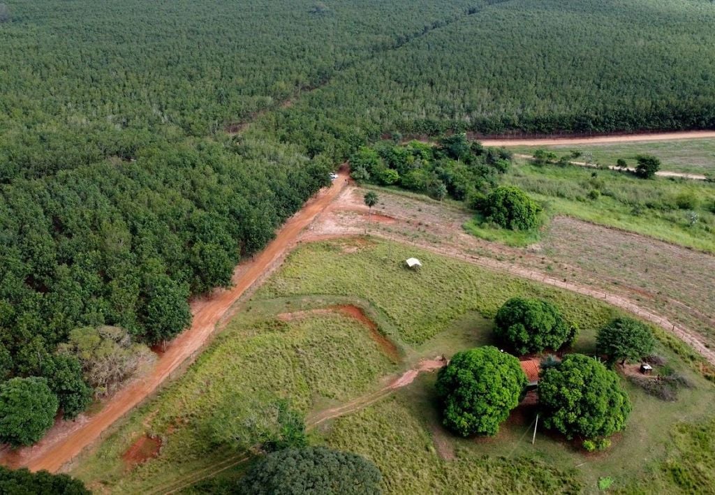 Eliminar o desmatamento e proteger os remanescentes de habitat natural é a medida mais urgente do ponto de vista da biodiversidade. Crédito: Divulgação H2A - Hub AgroAmbiental