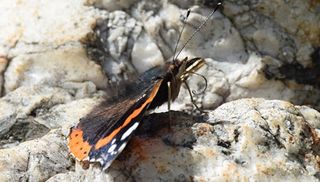 Desajuste entre mariposas y flores a causa del cambio climático