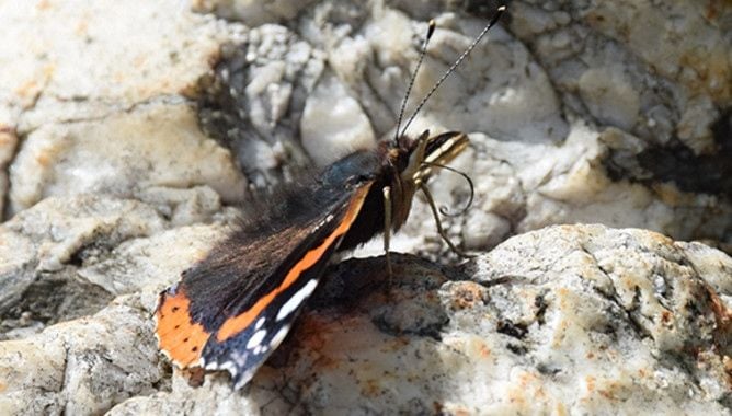 Mariposa Atalanta (Vanessa atalanta) preparada para absorber néctar. Se puede observar el apéndice bucal, llamado espiritroma, que tiene forma alargada para llegar al fondo de la flor. Fotografía de José Luis Ordóñez