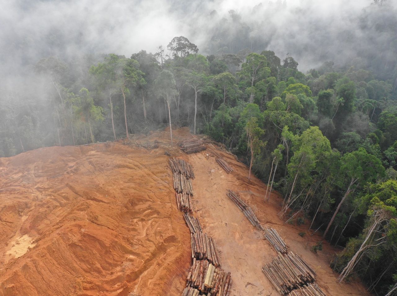 The Mayan jungle in Yucatan is rapidly disappearing due to numerous urbanization projects