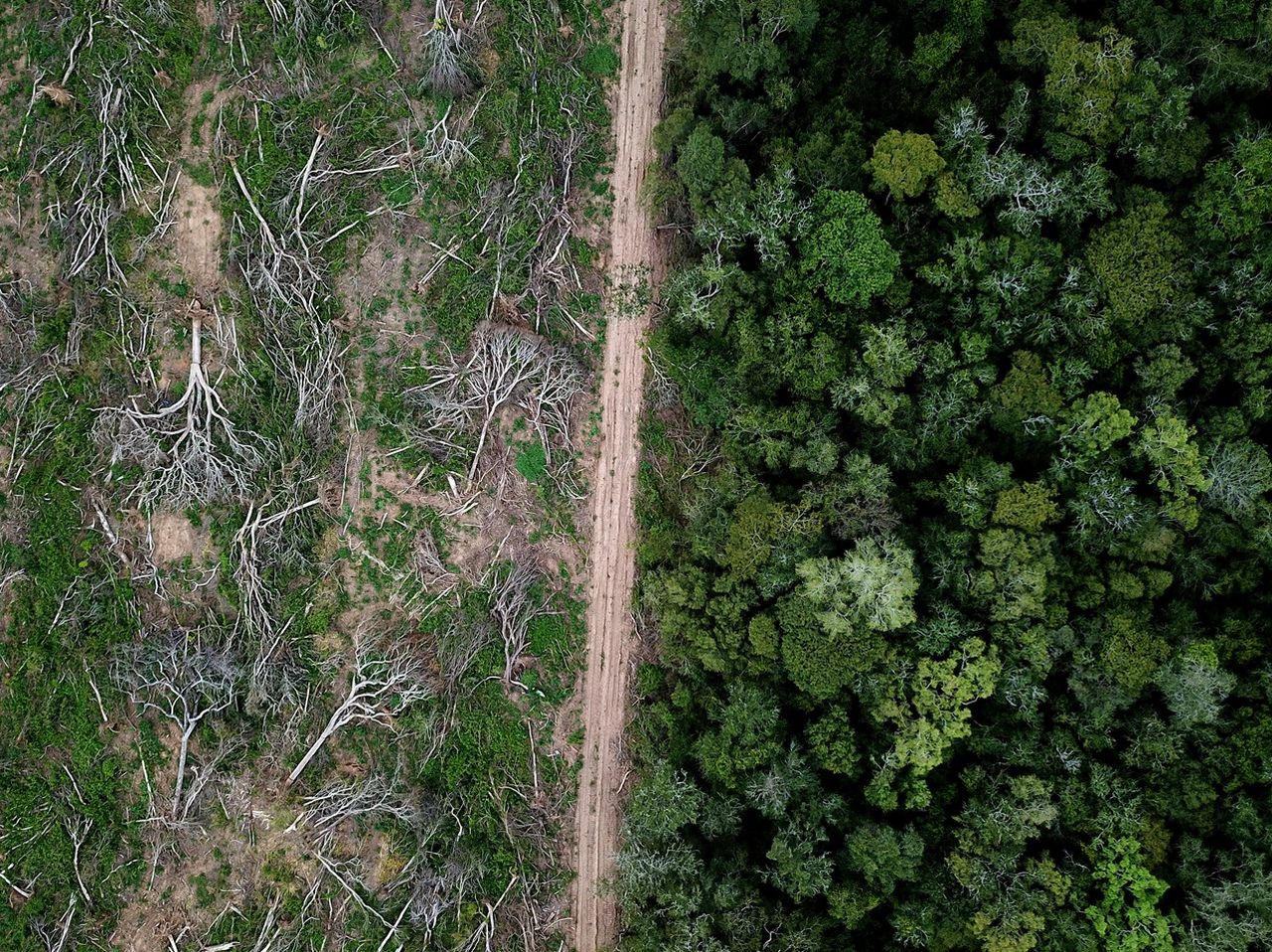 La selva maya en Yucatán desaparece aceleradamente gracias a múltiples  proyectos de urbanización