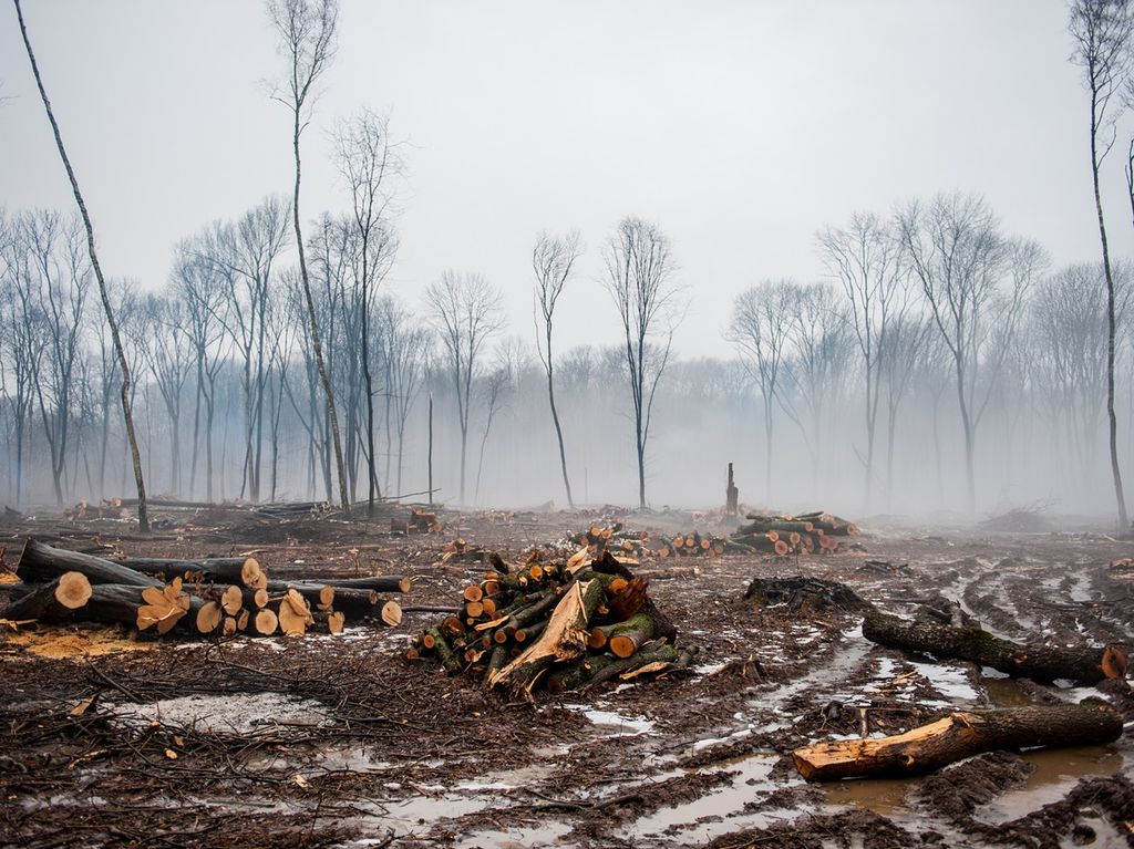 Inadequate project planning and management have serious environmental consequences, such as deforestation.