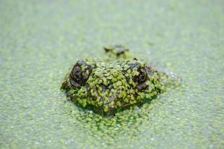La desaparición de los anfibios se acelera con el cambio climático