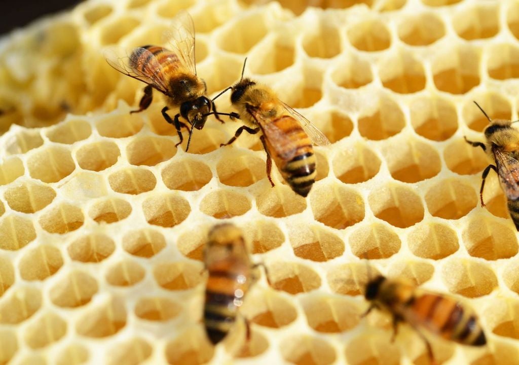 Abejas de miel Abejas de miel