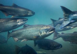 Desastre ambiental: muerte de salmones se asocia a algas nocivas