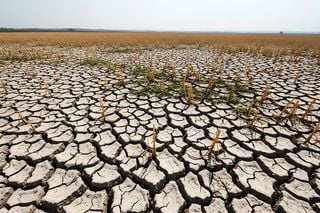 Desastres e produção de alimentos: novo relatório da FAO expõe perdas trilionárias