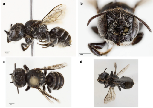 Descoberta chocante na Austrália Ocidental: nova abelha com 'chifres demoníacos'