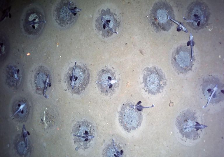 Descoberta colónia de peixes na Antártida com 100 mil milhões de ovos Descoberta colónia de peixes na Antártida com 100 mil milhões de ovos