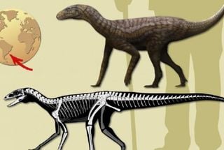 Descoberta de f&oacute;ssil misterioso no Sul do Brasil pode revelar a origem dos dinossauros