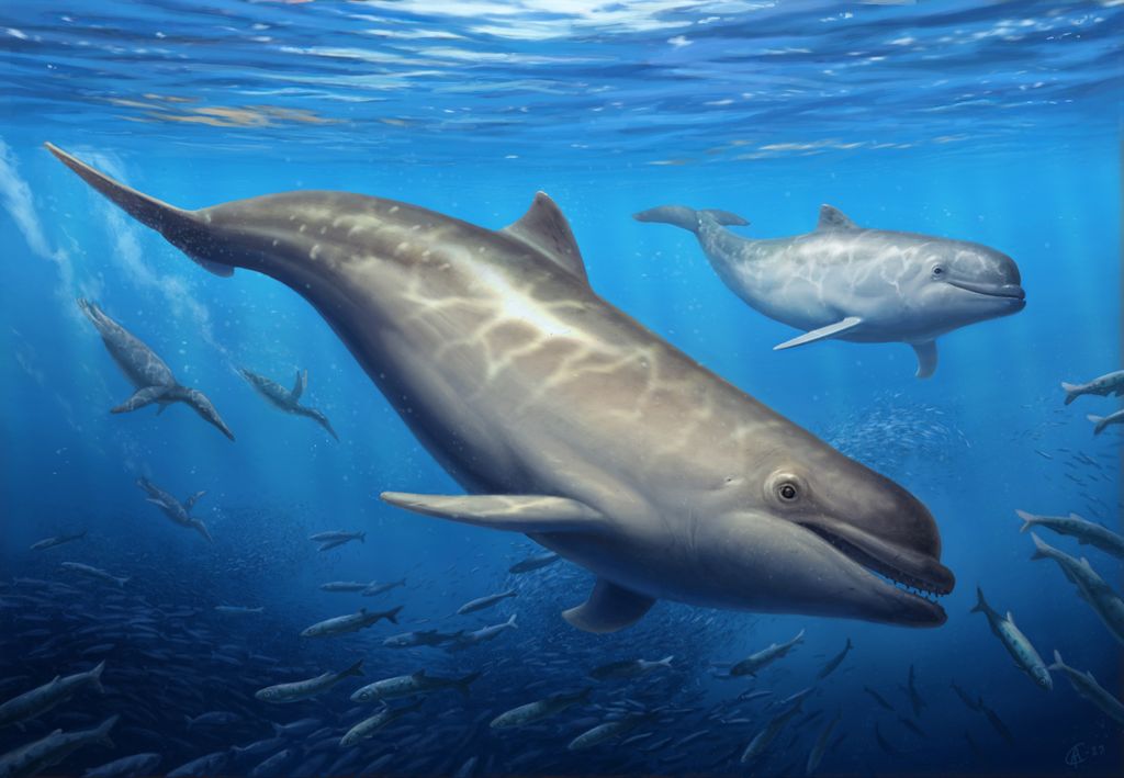 ‘Olympicetus thalassodon’, baleia dentada