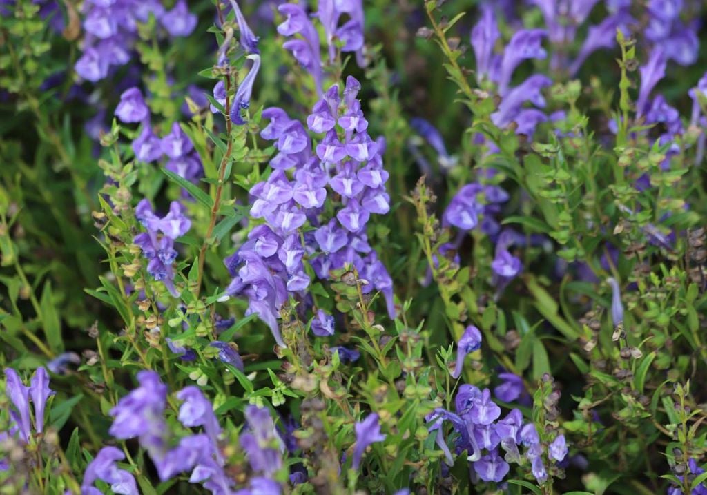 Scutellaria baicalensis Scutellaria baicalensis