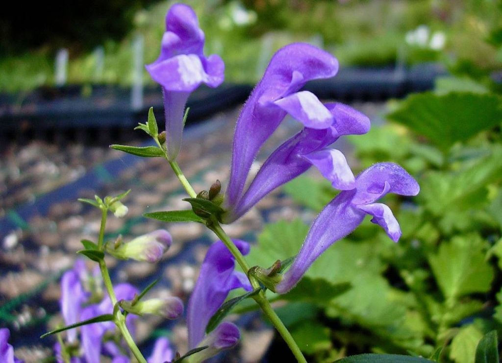 Scutellaria baicalensis Scutellaria baicalensis