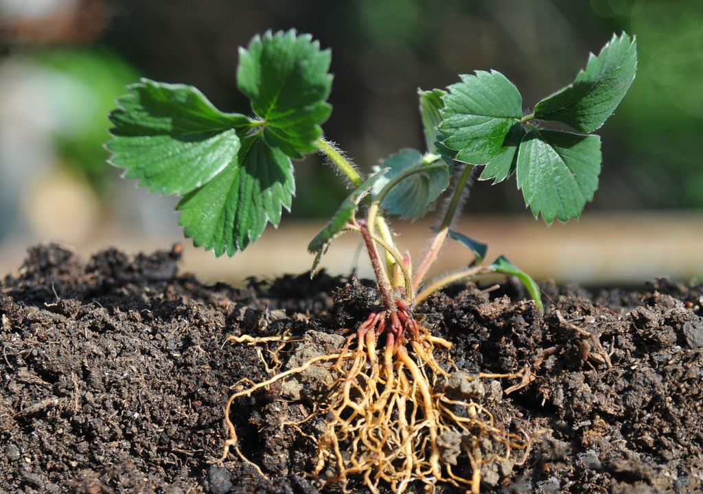 Descoberta proteína capaz de selar as raízes das plantas - e possivelmente salvar a agricultura das mudanças climáticas