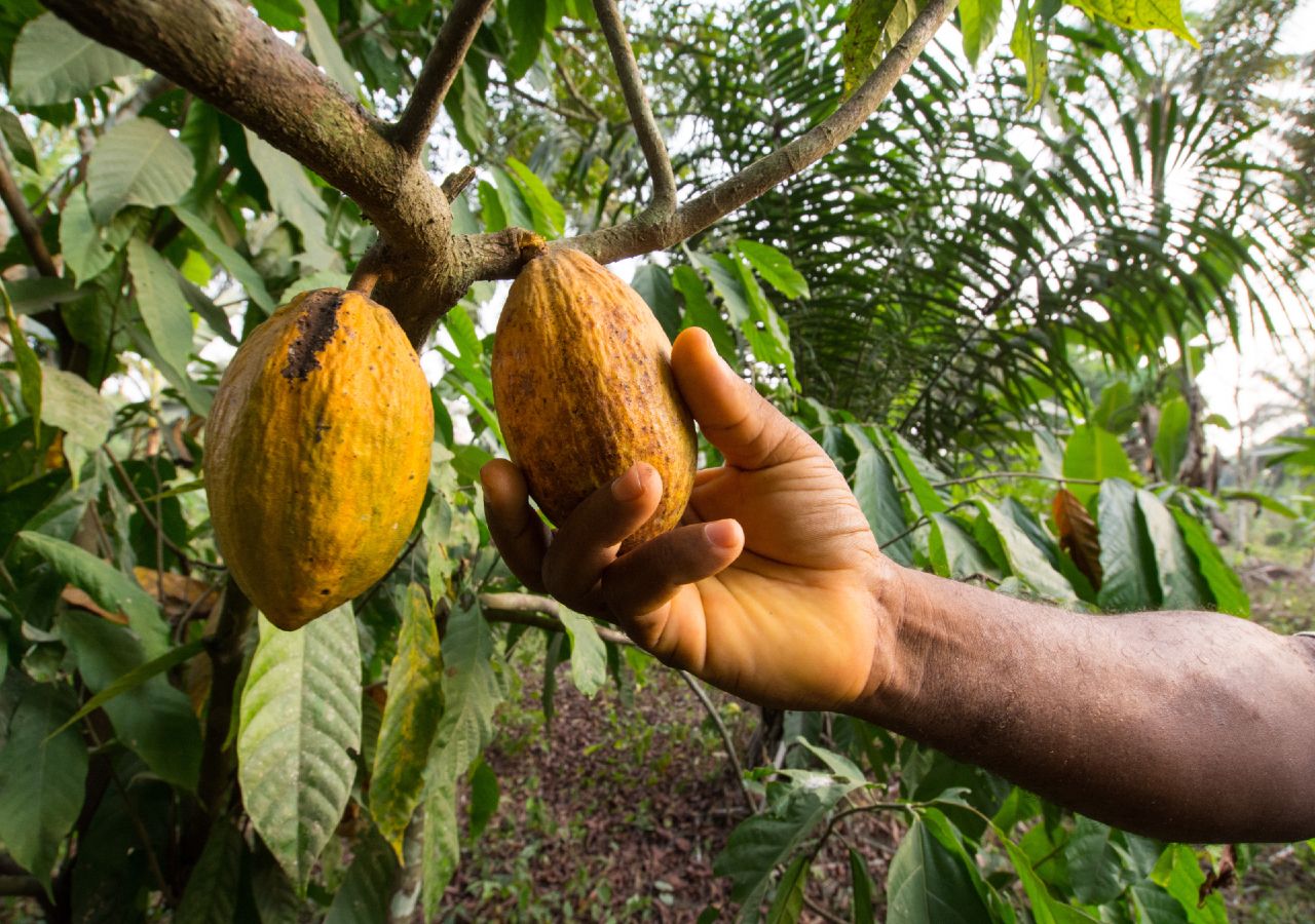 O cacau é um fruto que serve de base para a produção de mais de 200 000 toneladas de chocolate, só na Suíça.