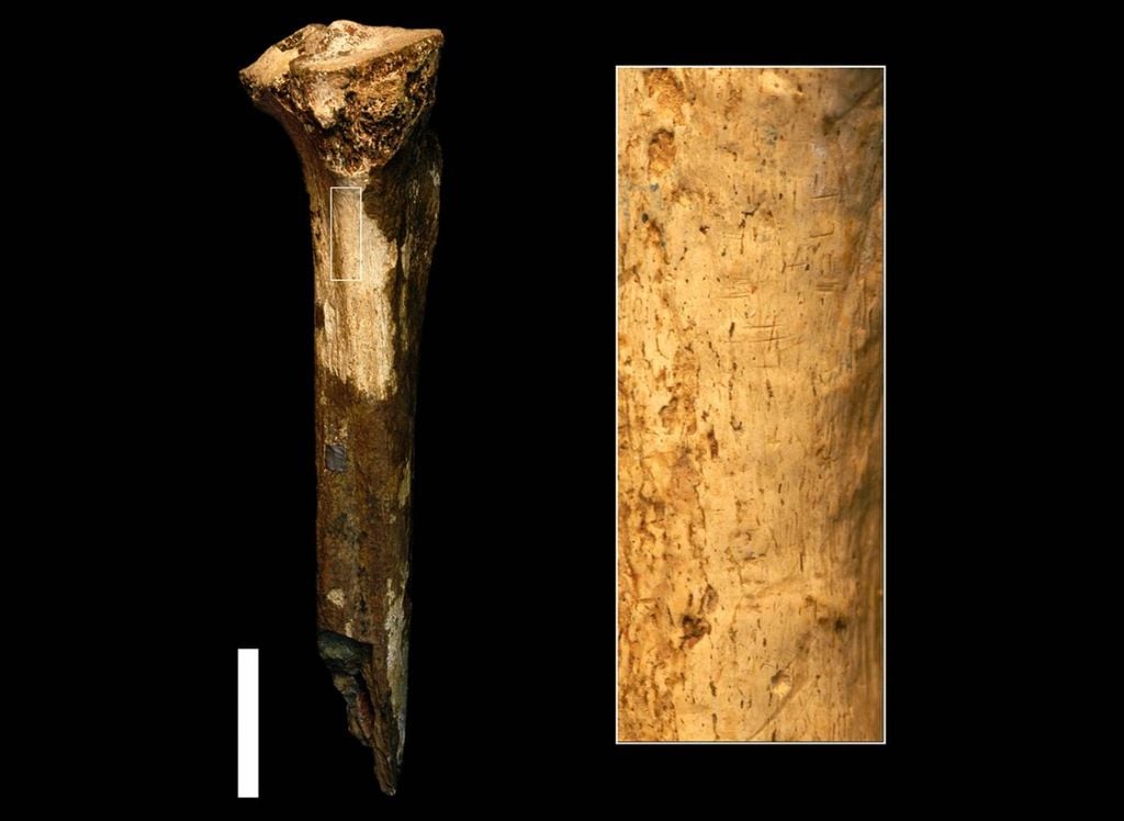 tíbia, fóssil antigo humano