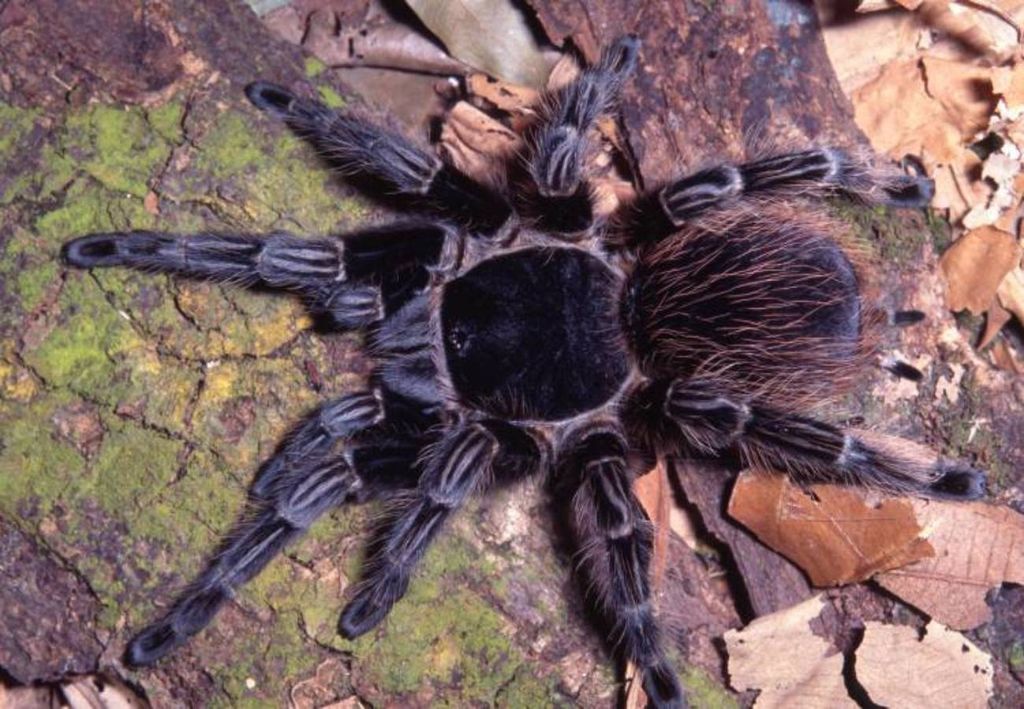 L'araignée Vitalius wacketi est originaire de la côte de São Paulo et appartient à la même famille que les tarentules, les Theraphosidae.