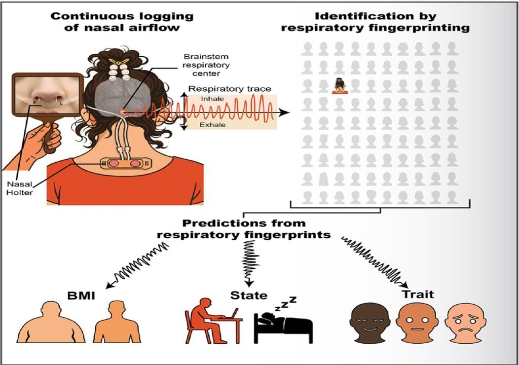 Imagem do estudo: "Humans have nasal respiratory fingerprints" Imagem do estudo: "Humans have nasal respiratory fingerprints"