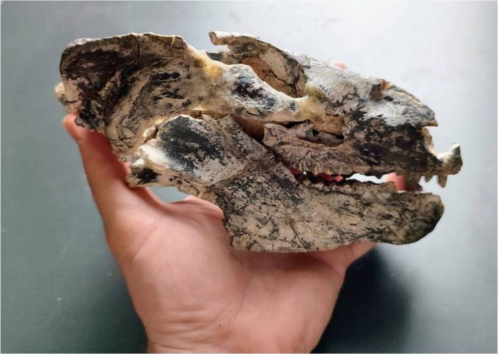 crânio fóssil, Paratraversodon franciscaensis