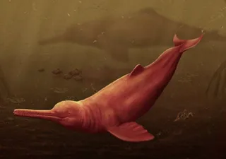 Descoberto fóssil de golfinho gigante que vivia na Amazônia a 16 milhões de anos atrás!