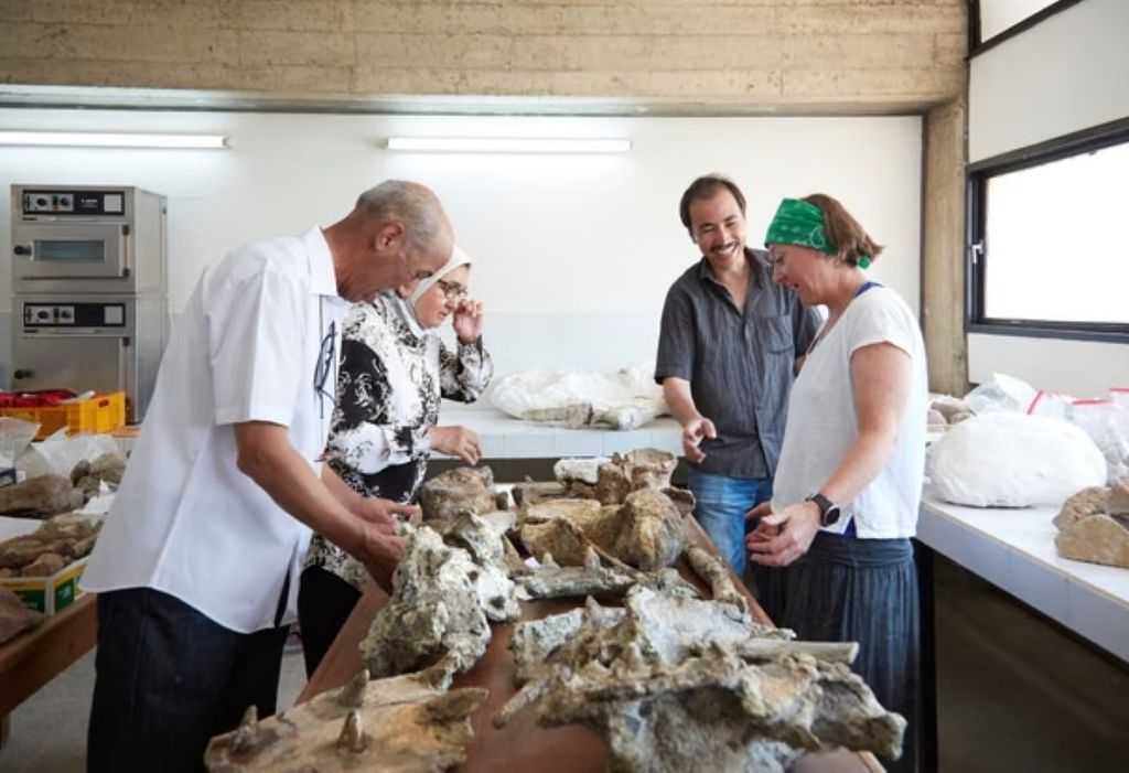 "Pesquisadores investigam a armadura do espécime. Fotografia: Lucie Goodayle / Museu de História Natural de Londres."