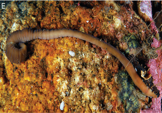 Descubierto un gusano acordeón hasta ahora desconocido en las costas de España