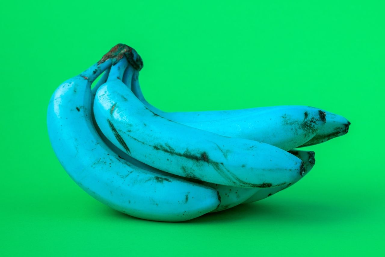 Blue Java Banana