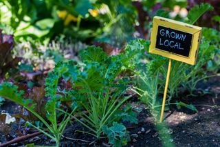 Descubra como hortas urbanas estão revolucionando a saúde e alimentação nas cidades