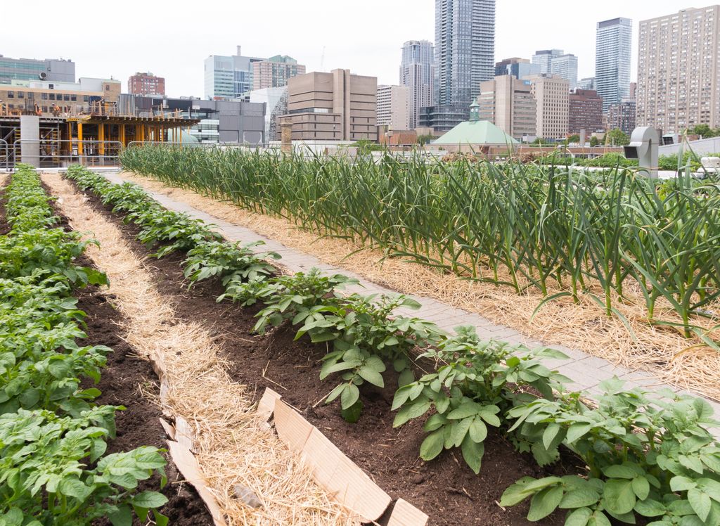 Brasil, USP, São Paulo
