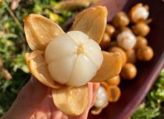 Descubre el lanzón, una fruta deliciosa y poco conocida que recuerda al mango y el ananá