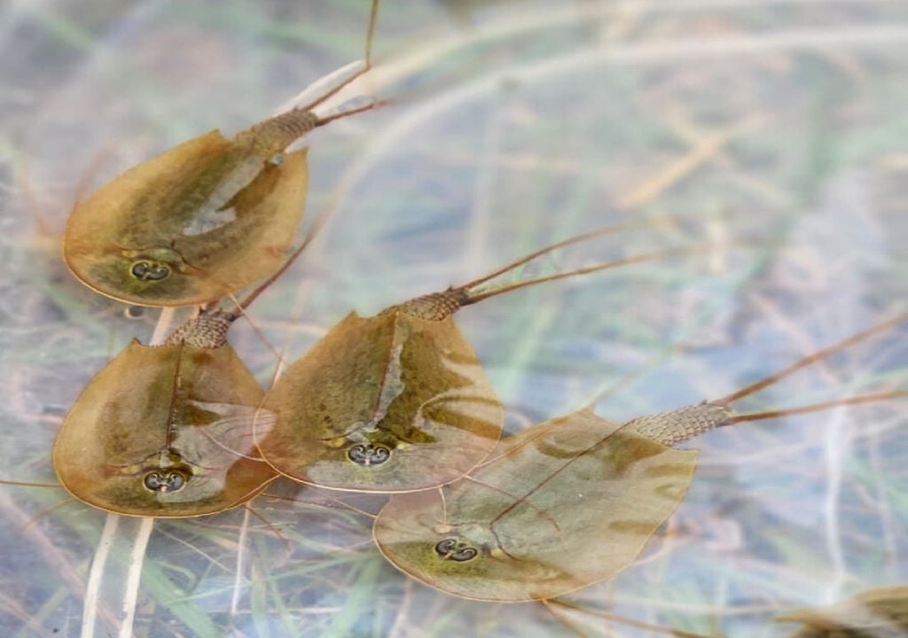 Os camarões-girinos encontrados no charco de São Marcos da Ataboeira têm mais de 100 milhões de anos. Os seus ovos podem permanecer décadas inativos até terem as condições ideais para eclodir. Foto: LPN