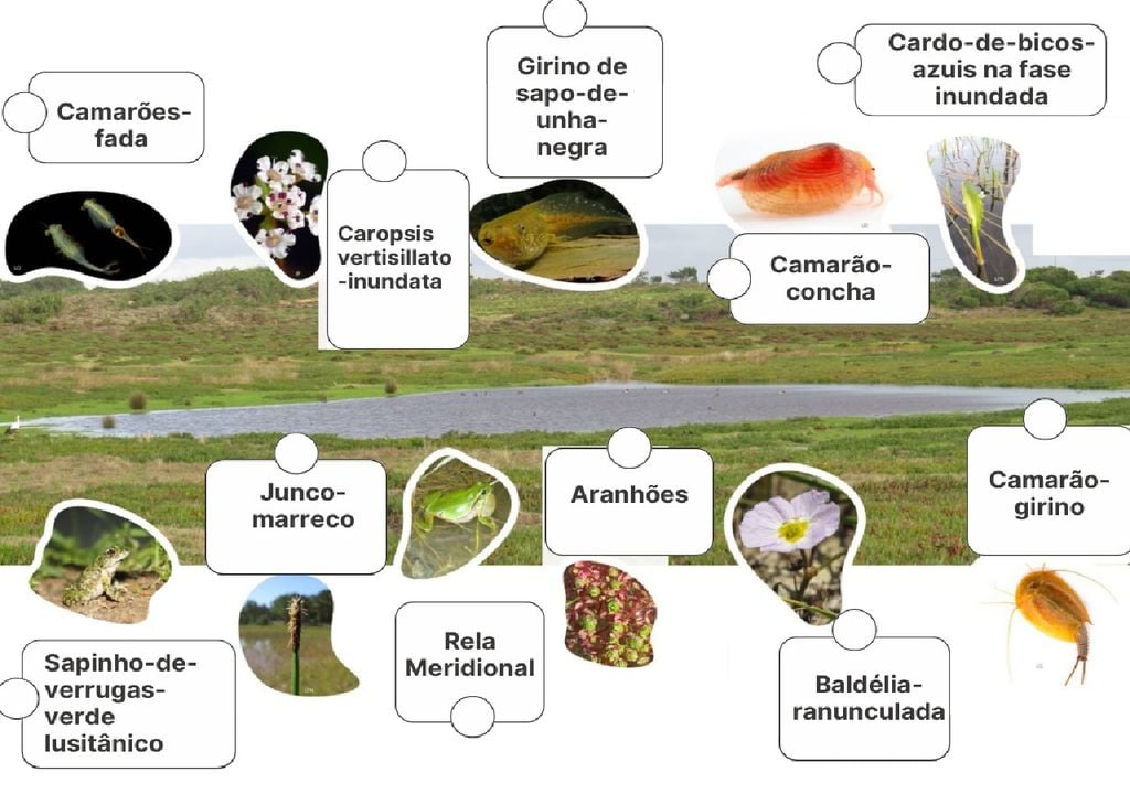 Os charcos temporários do Mediterrâneo conservam uma biodiversidade muito mais elevada do que os lagos ou as albufeiras. Imagem: Projeto Life Charcos/LPN