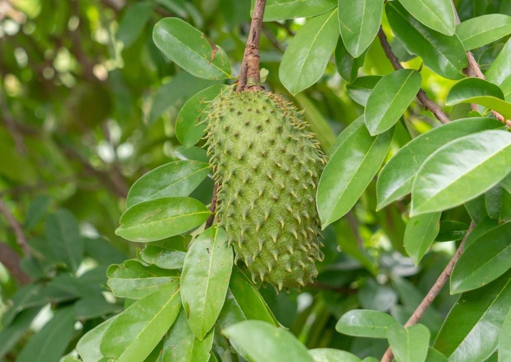 graviola (Annona muricata)