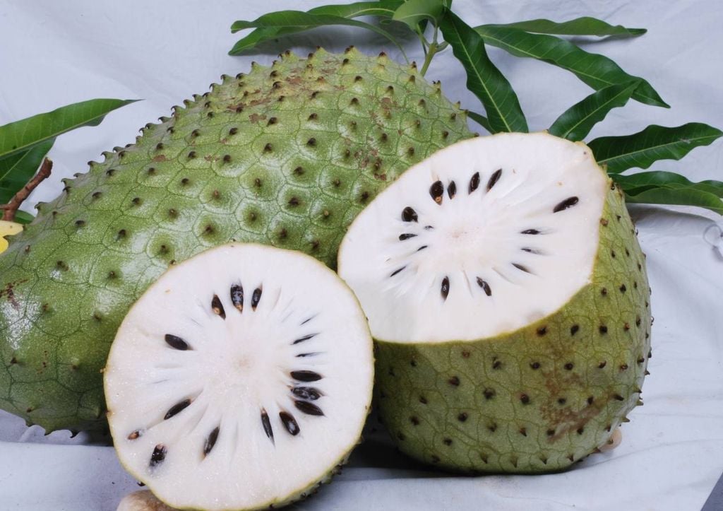 graviola (Annona muricata)