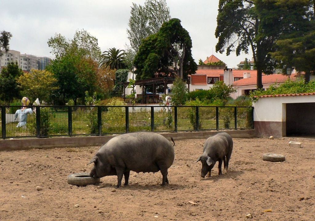 A quinta pedagígica é um espaço educativo gratuito onde as crianças e os adultos podem conviver com os animais e aprender mais sobre a natureza em pleno espaço urbano. Fonte: Wikimedia Commons