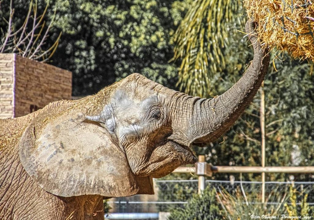 O Jardim Zoológico de Lisboa alberga centenas de espécies de todo o mundo e promove a conservação, a educação ambiental e o contacto com a vida selvagem. Fonte: Wikimedia Commons