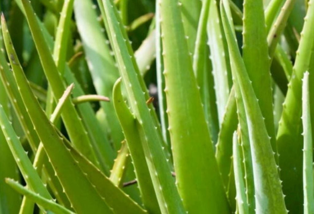 El aloe vera es una planta con propiedades medicinales y fácil de cultivar en casa. Crédito: Divulgación del Estado de Minas. El aloe vera es una planta con propiedades medicinales y fácil de cultivar en casa. Crédito: Divulgación del Estado de Minas.