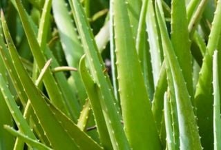 Entdecken Sie die Geheimnisse der Aloe Vera: Lernen Sie, wie man diese unglaubliche Pflanze anbaut und ihre Vorteile gen