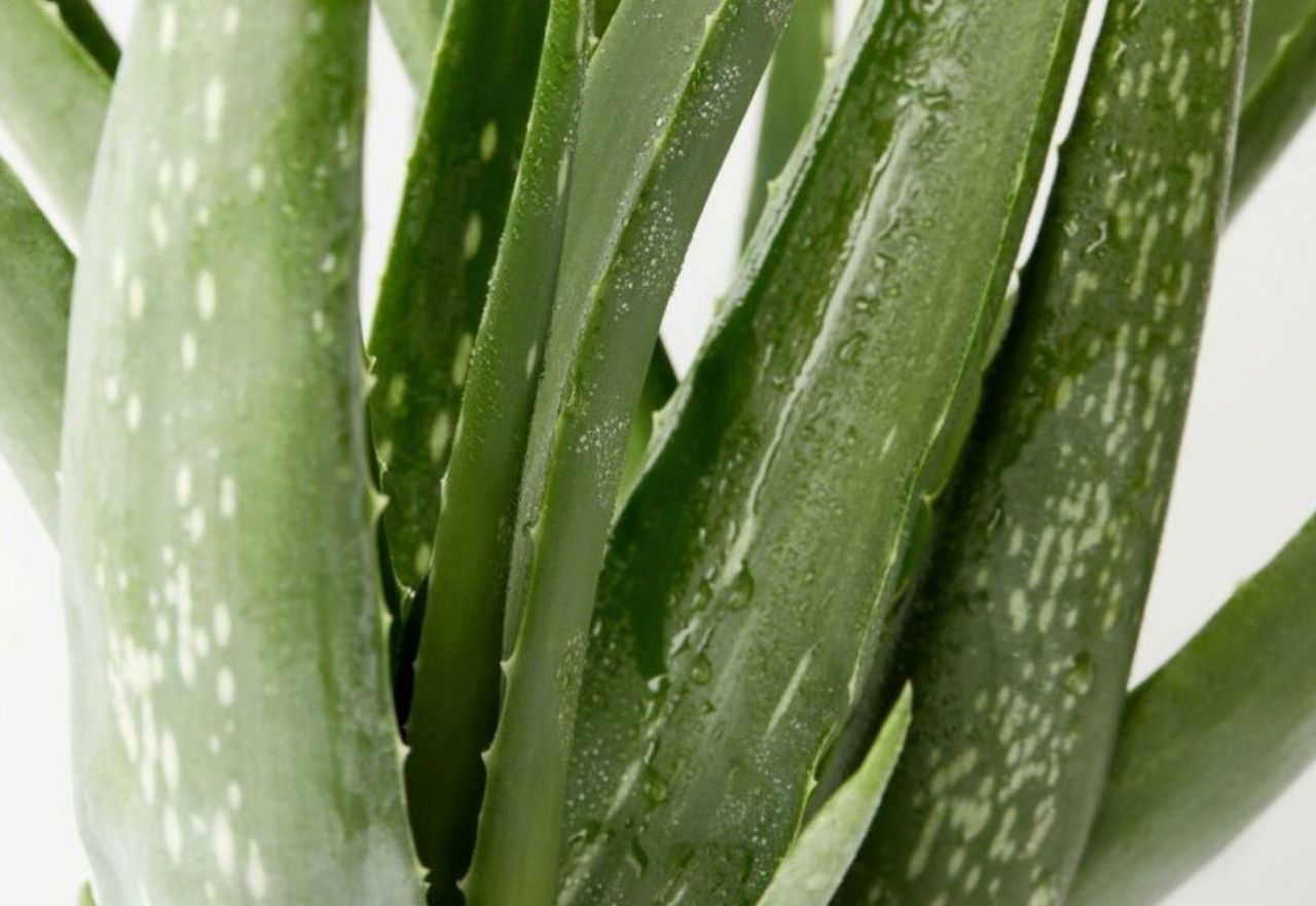 Entdecken Sie die Geheimnisse der Aloe Vera: Lernen Sie, wie man diese  unglaubliche Pflanze anbaut und ihre Vorteile gen