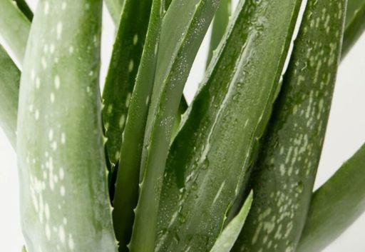 Discover the Secrets of Aloe Vera: Learn How to Grow and Enjoy the Benefits  of This Incredible Plant