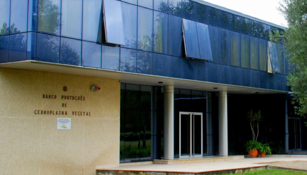 Banco Português de Germoplasma Vegetal, em Braga, está conservado um Nos dois andares do Banco Português de Germoplasma Vegetal, em Braga, guarda-se um valioso acervo de amostras de plantas da agricultura portuguesa. Foto: INIAV
