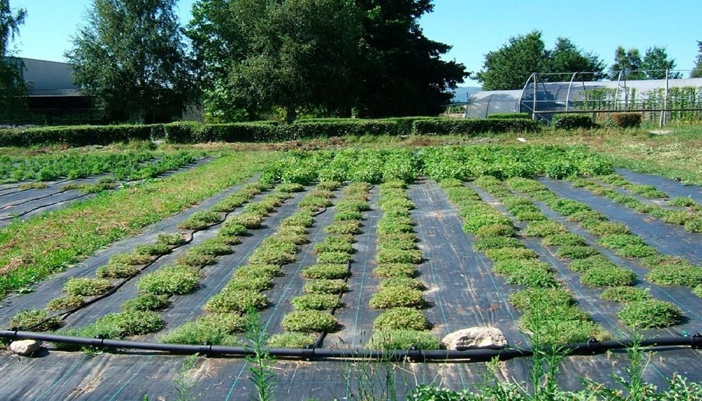 Campo de plantas aromáticas Coleção de campo de plantas aromáticas. Foto: INIAV