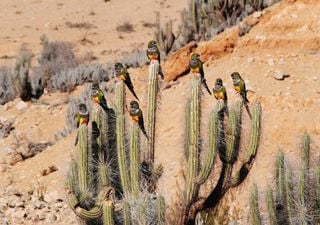 Descubre al loro tricahue, la colorida ave excavadora de los Andes chilenos en peligro de extinción