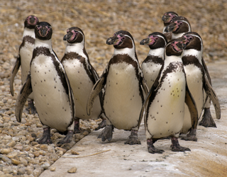 Descubre el fascinante mundo de los pingüinos de Humboldt