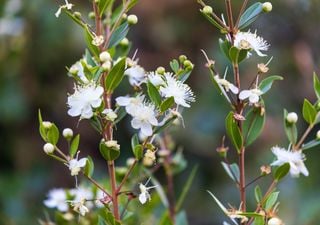 El arbusto aromático resistente al calor que es ideal para jardines de verano mediterráneos