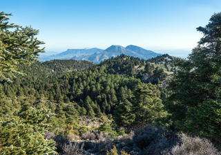 Descubre la magia de la Sierra de las Nieves: el tesoro natural de Málaga poblado de pinsapos