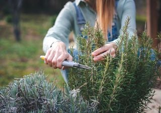Descubre los 5 arbustos perennes que transformarán tu jardín en un oasis en pocas semanas