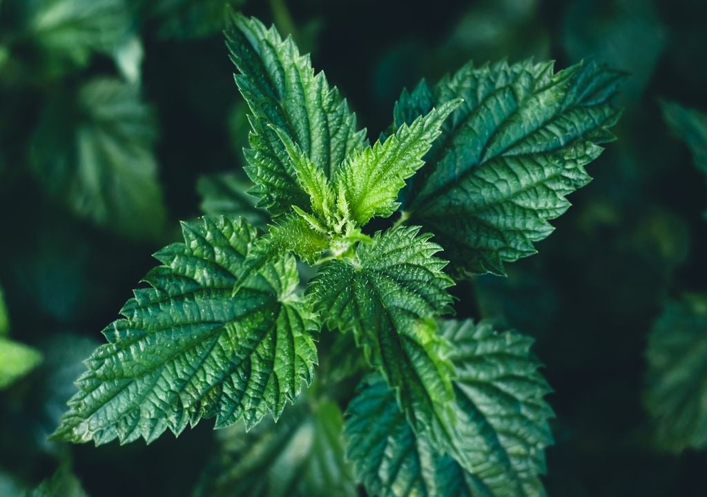 L'ortie est connue pour ses feuilles couvertes de poils urticants qui libèrent des substances irritantes au contact, provoquant une sensation de brûlure sur la peau.