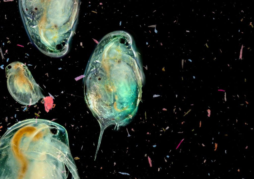 mehr Nanoplastik durch Plankton