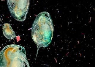 Descobriu-se que o plâncton converte microplásticos em perigosas nanopartículas de plástico em toda a água do mundo